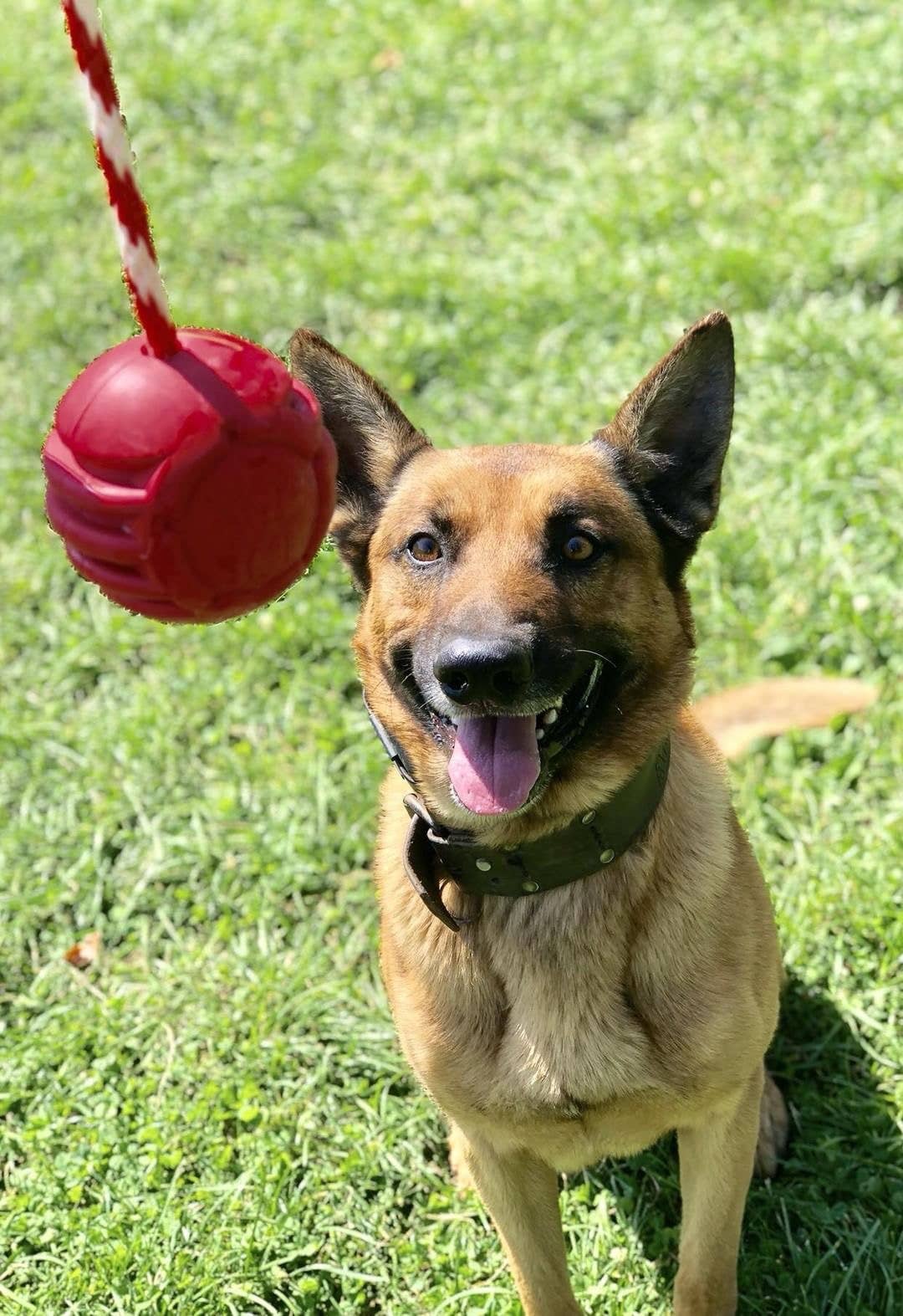 USA-K9 Stars and Stripes- Durable Reward Toy - Large - Red