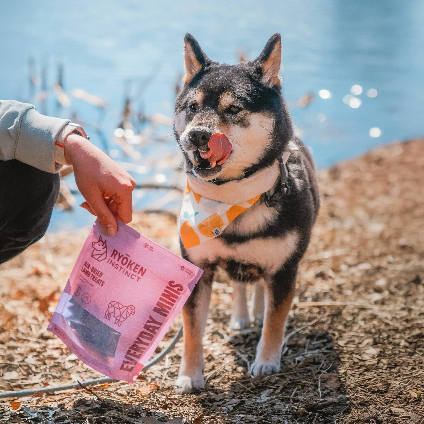 Lamb Mini Training Treats for Dogs - Low-Calorie & Tasty