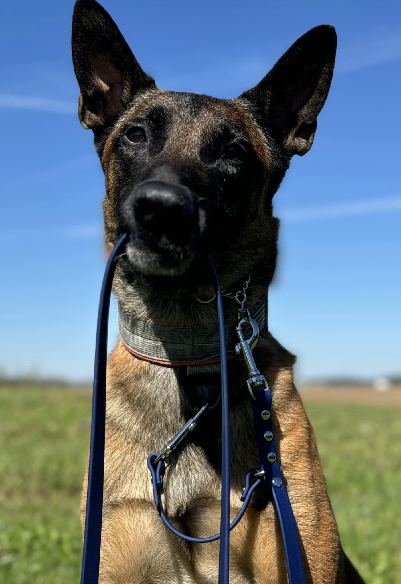 NEO Pet 6’ Biothane Prong Safety Leash