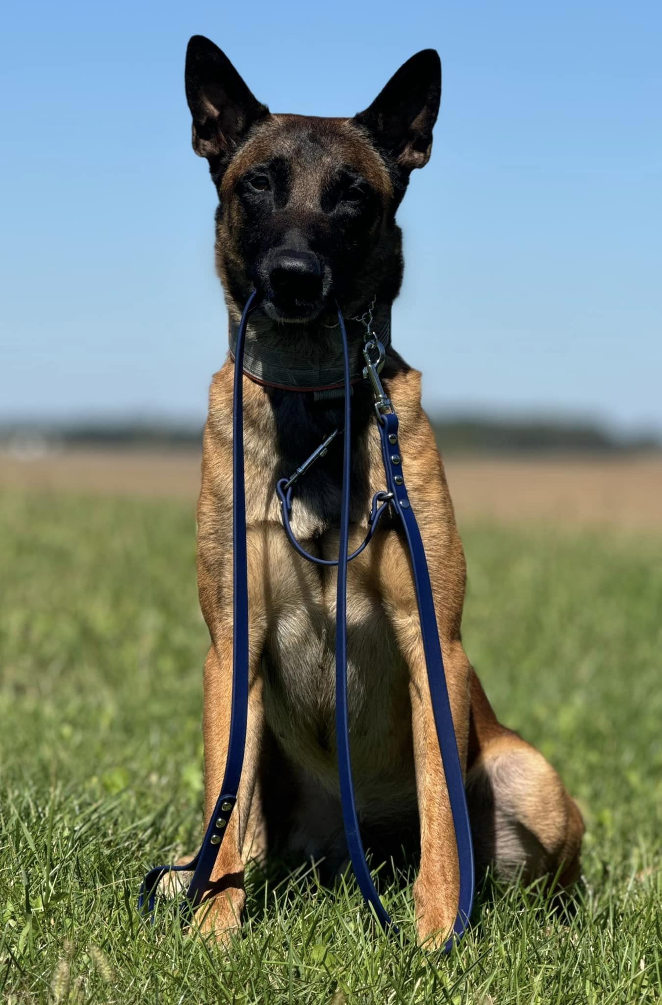 NEO Pet 6’ Biothane Prong Safety Leash