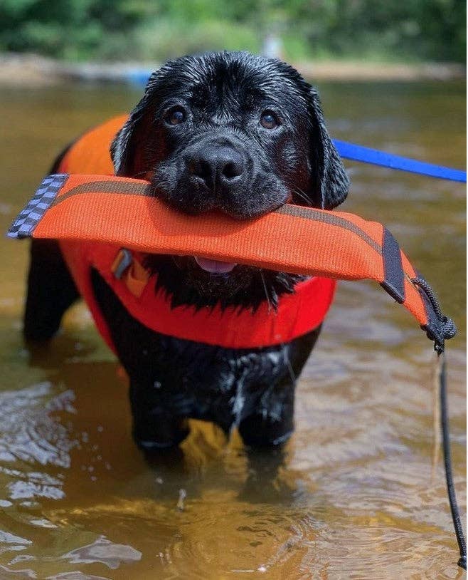 Best KB Heave Hose Dog Fetching Toy