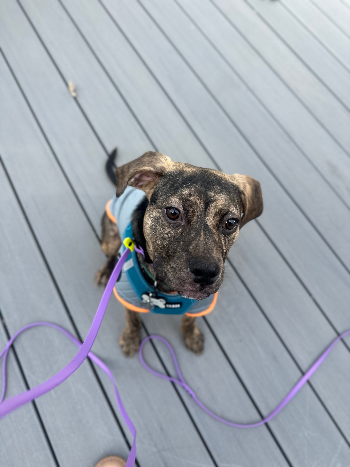 NEO Pet BioThane Slip Leash