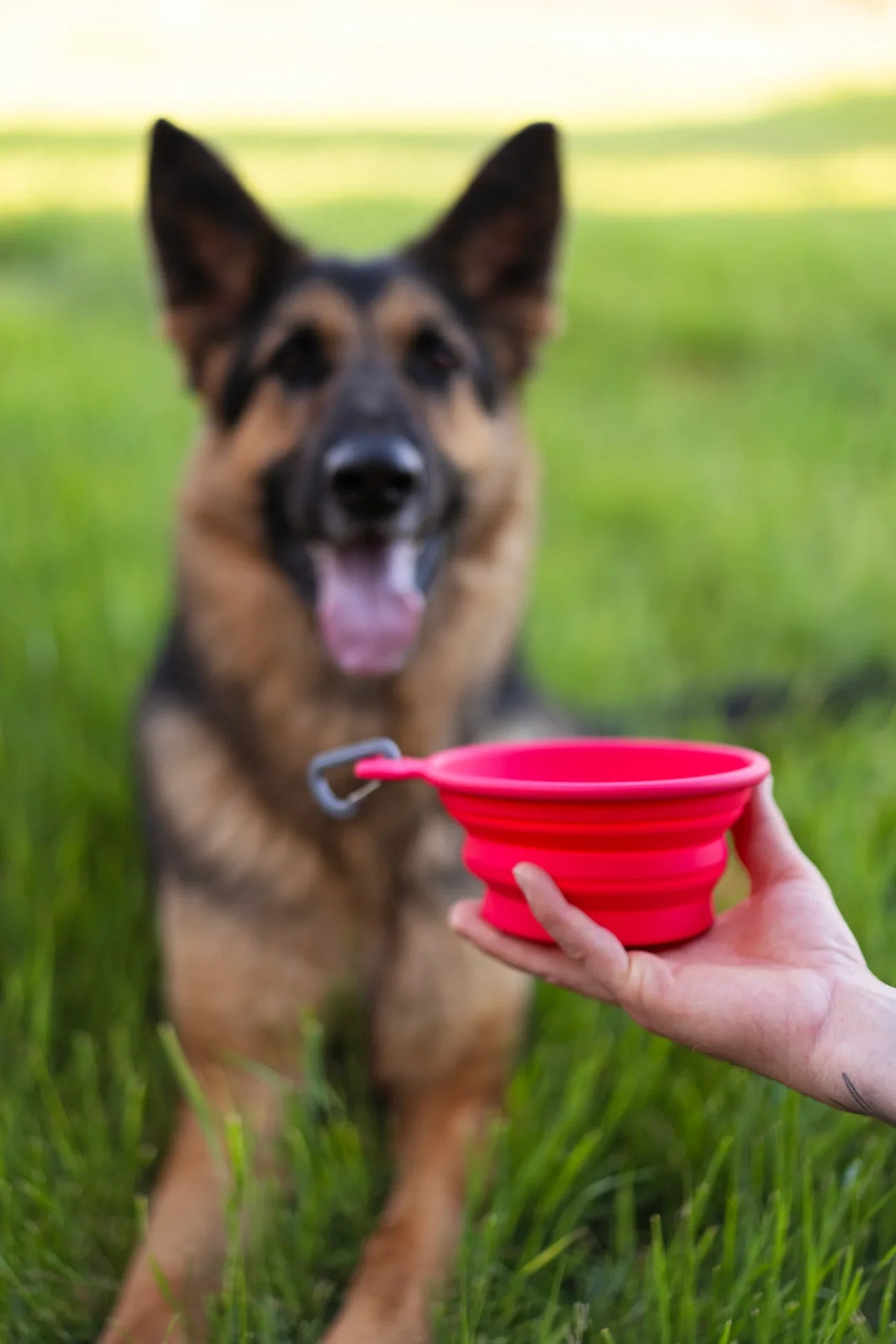 Messy Mutts Collapsible Dog Bowl