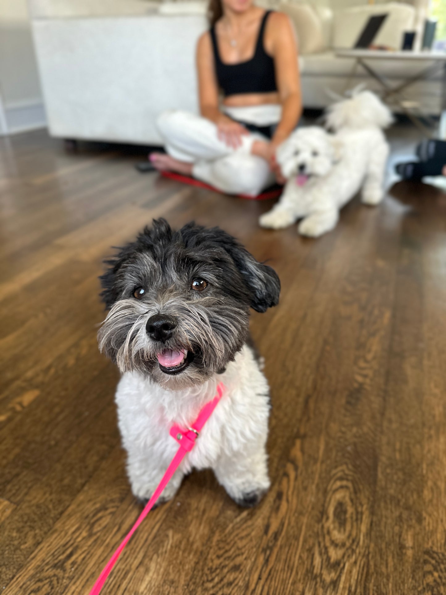 NEO Pet BioThane Slip Leash