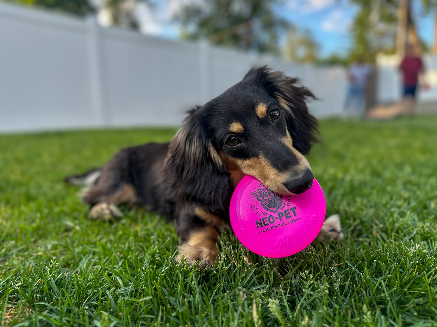 NEO Pet Disc