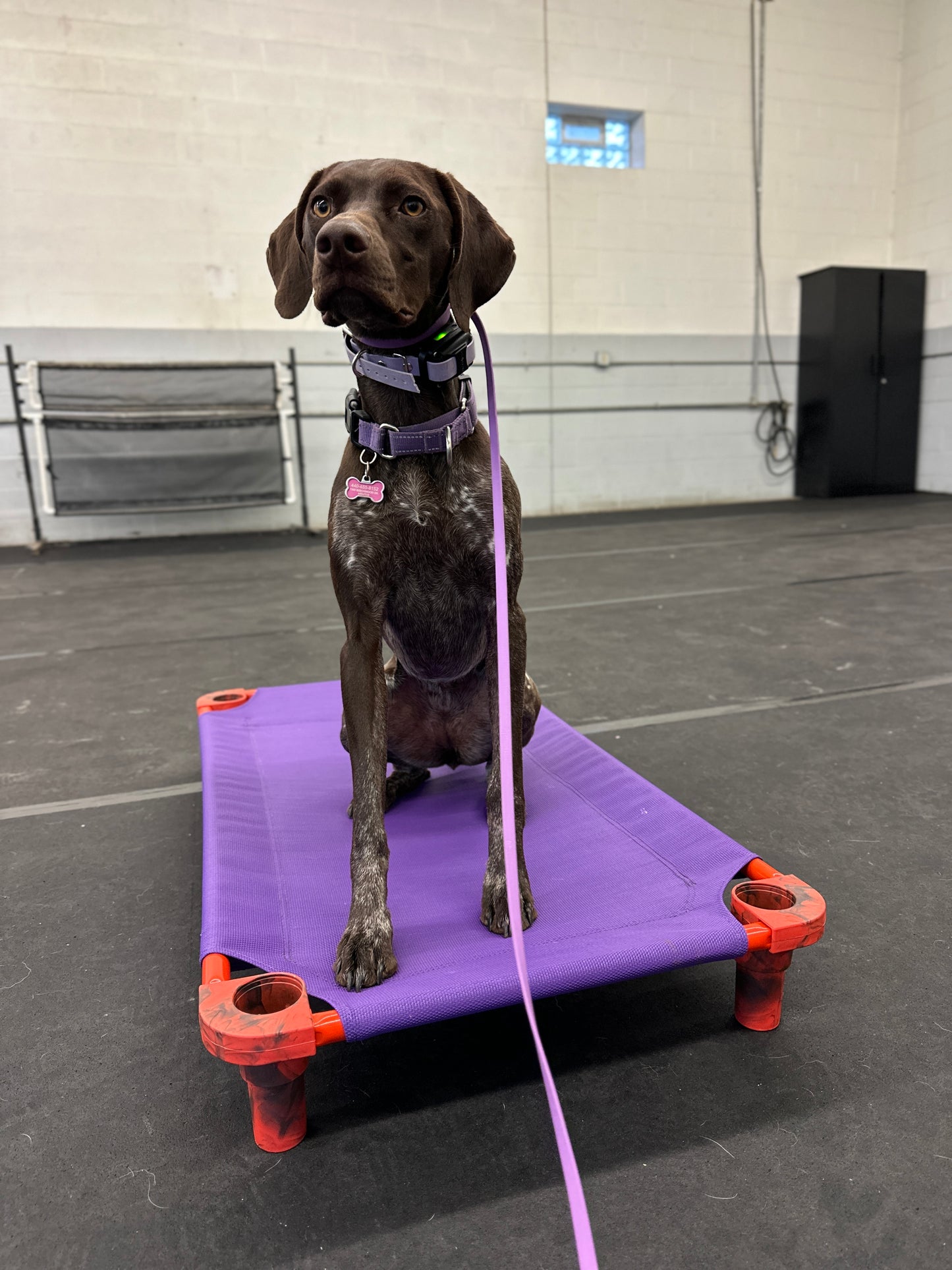 NEO Pet BioThane Slip Leash