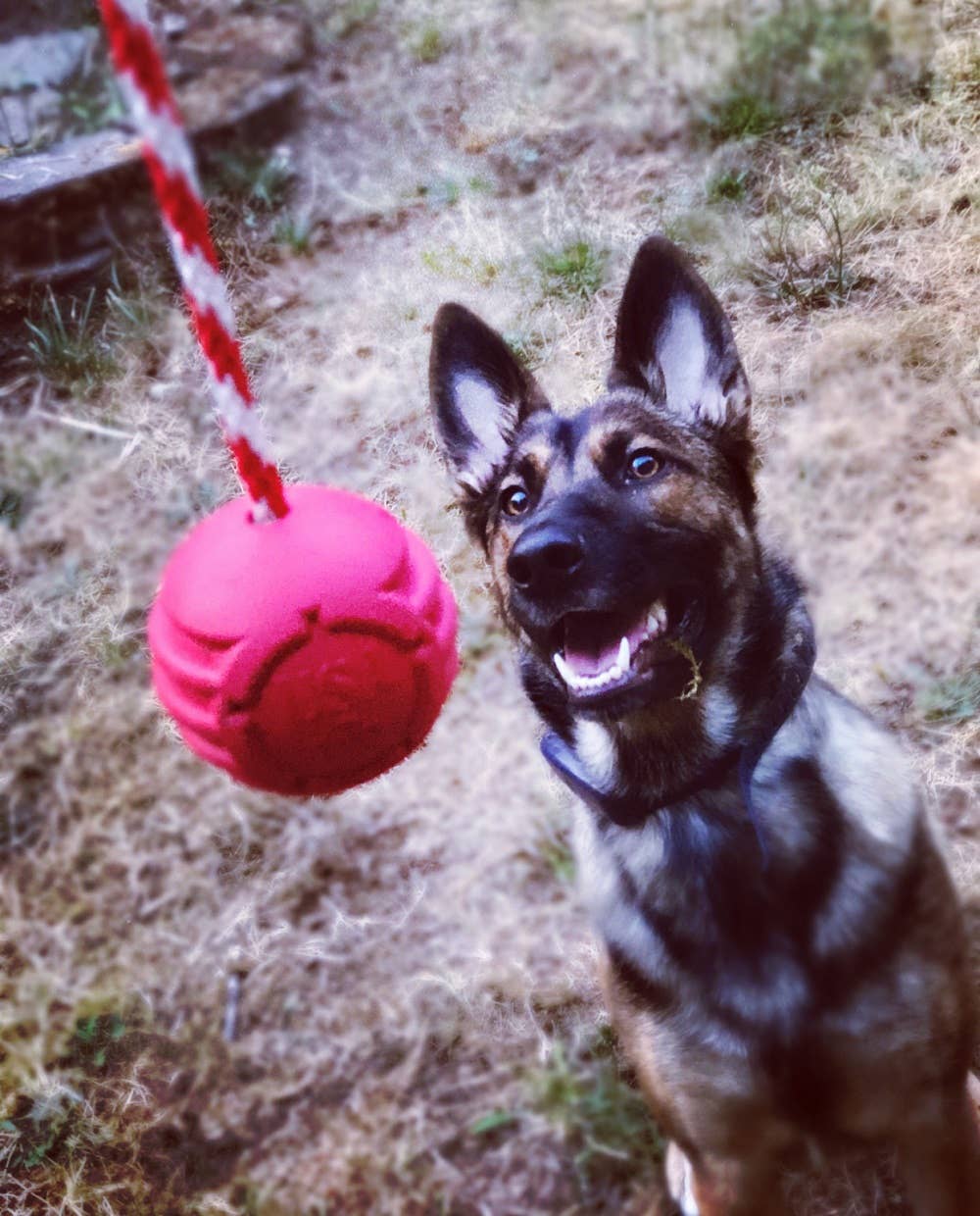 USA-K9 Stars and Stripes- Durable Reward Toy - Large - Red