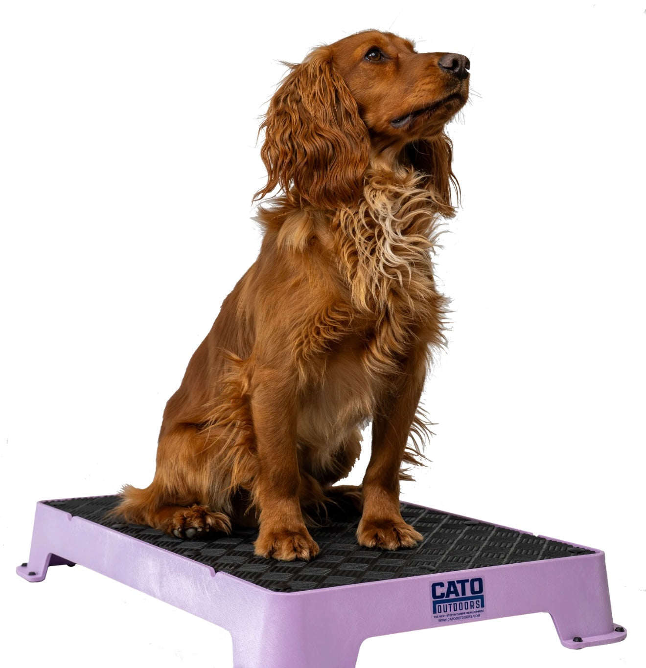 CATO Board Training Platform
