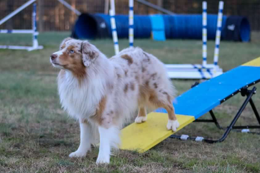 Dog training on see saw