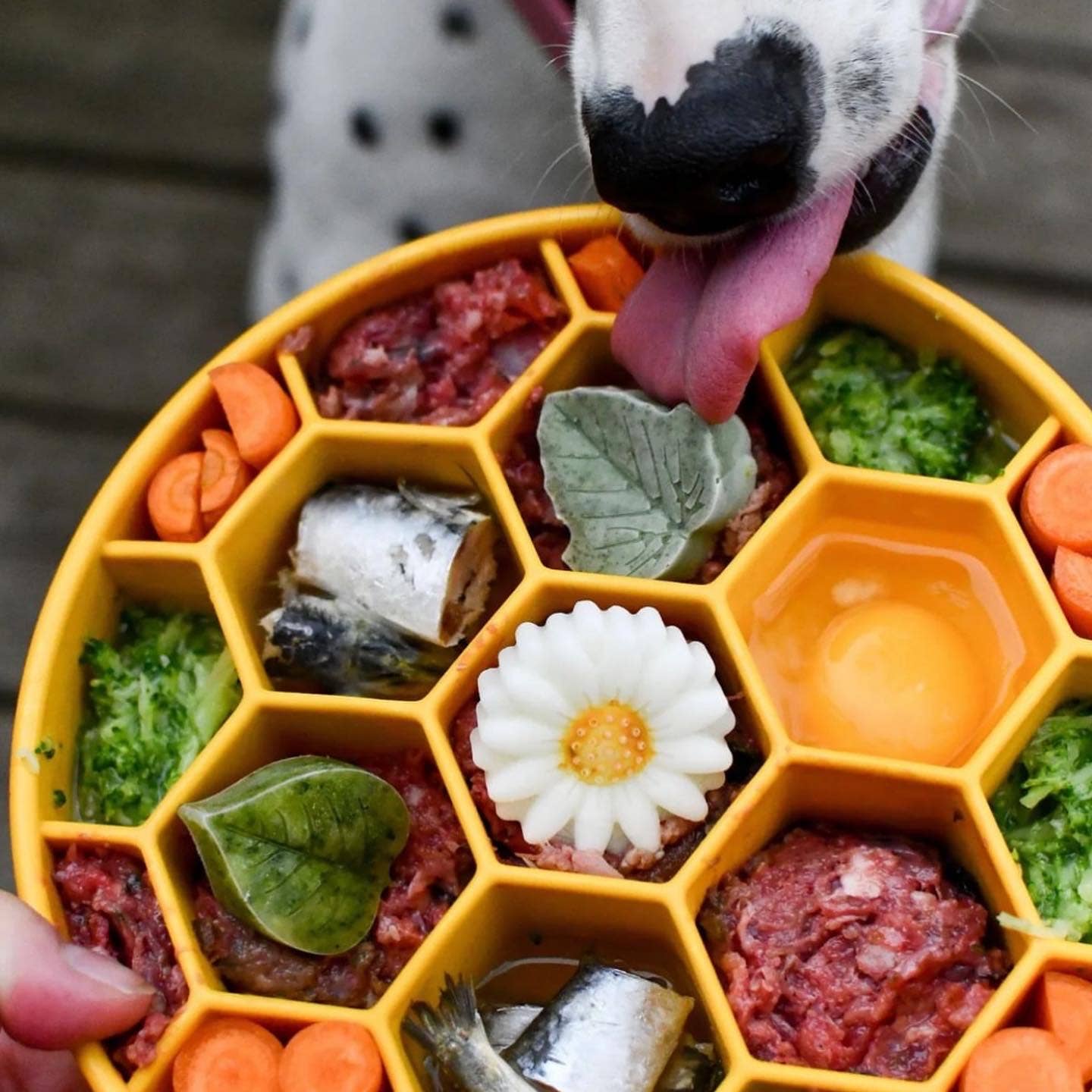 Sodapup Honeycomb Slow Feeder Bowl