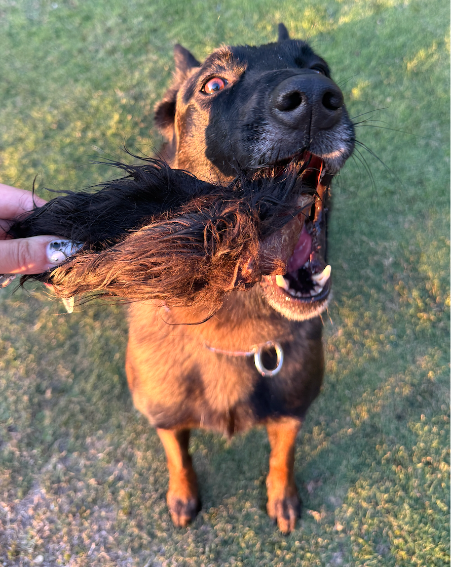 Fuzzy Bison Ears