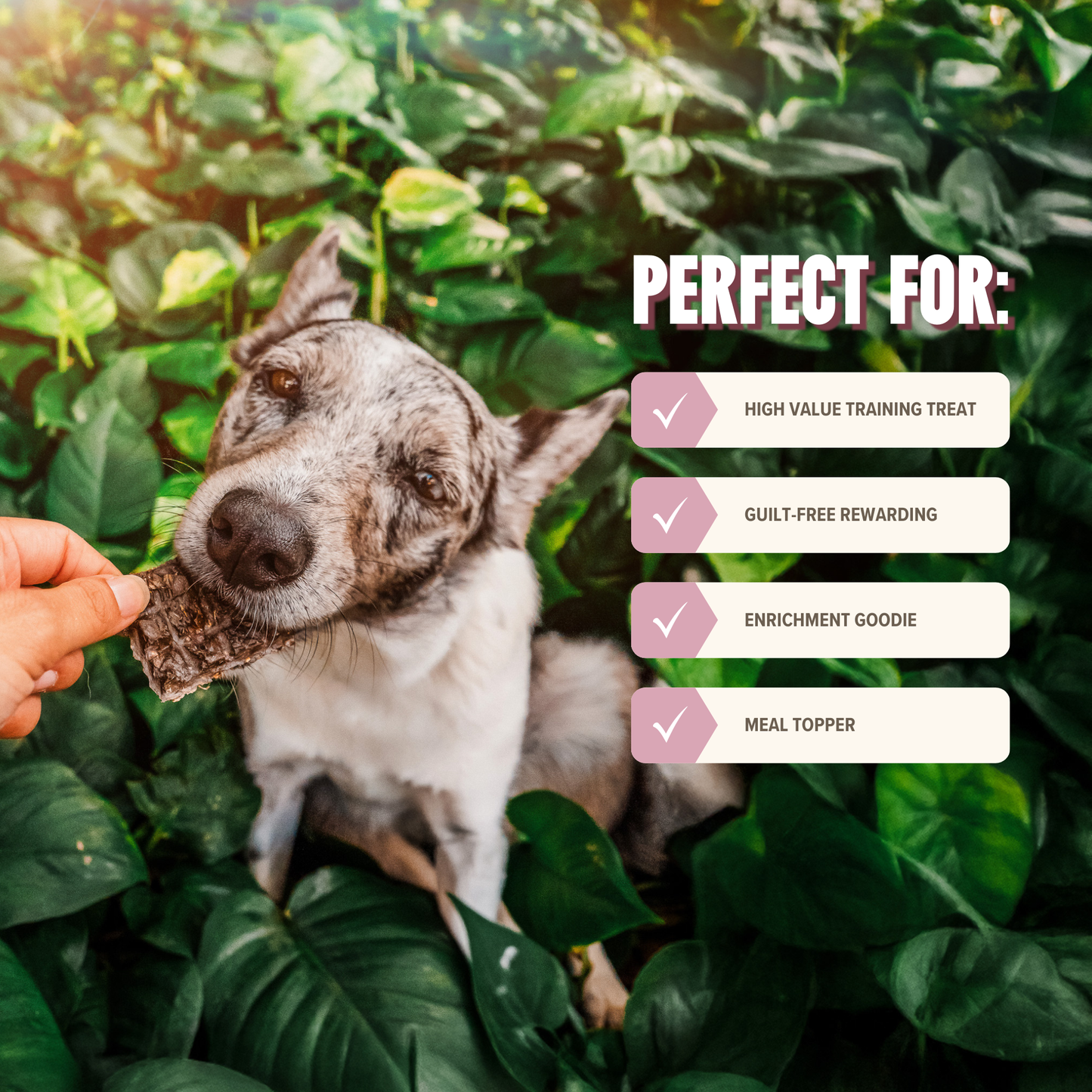 Lamb Mini Training Treats for Dogs - Low-Calorie & Tasty