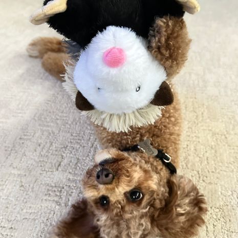 Tall Tails Opossum Toy
