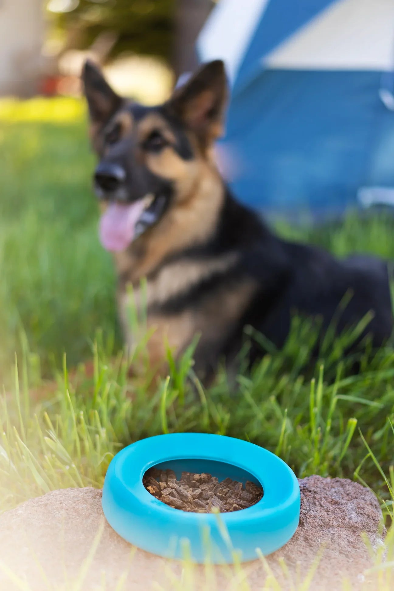 Messy Mutts No-Spill Bowl
