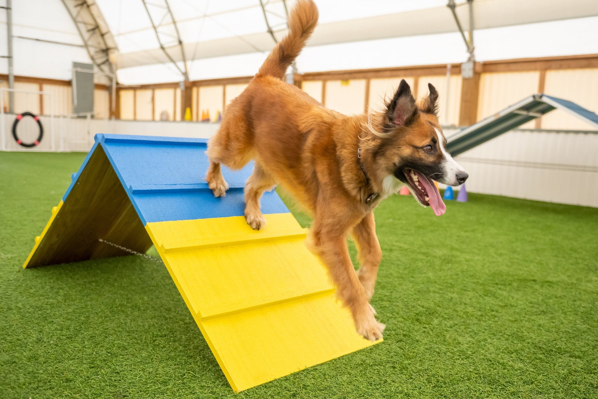 Better Sporting Dogs Agility A-Frame