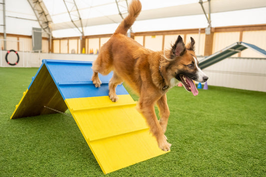 Better Sporting Dogs Agility A-Frame