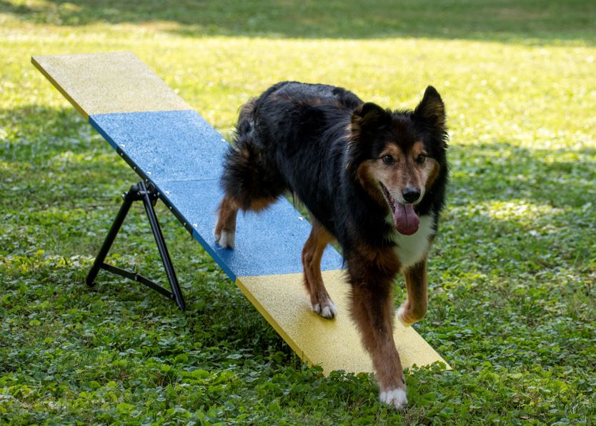 Better Sporting Dogs Practice See Saw
