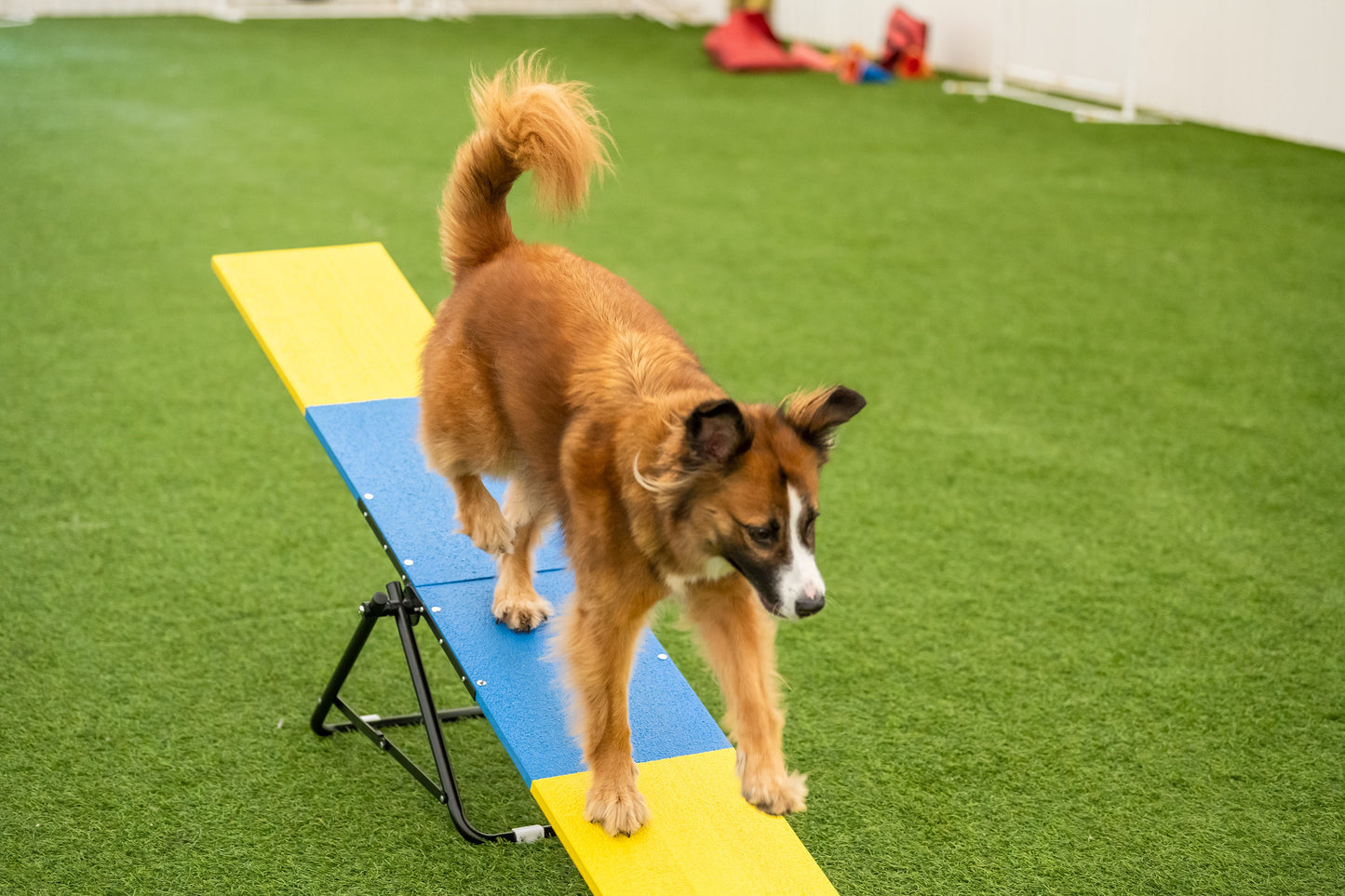 Dog on practice see saw
