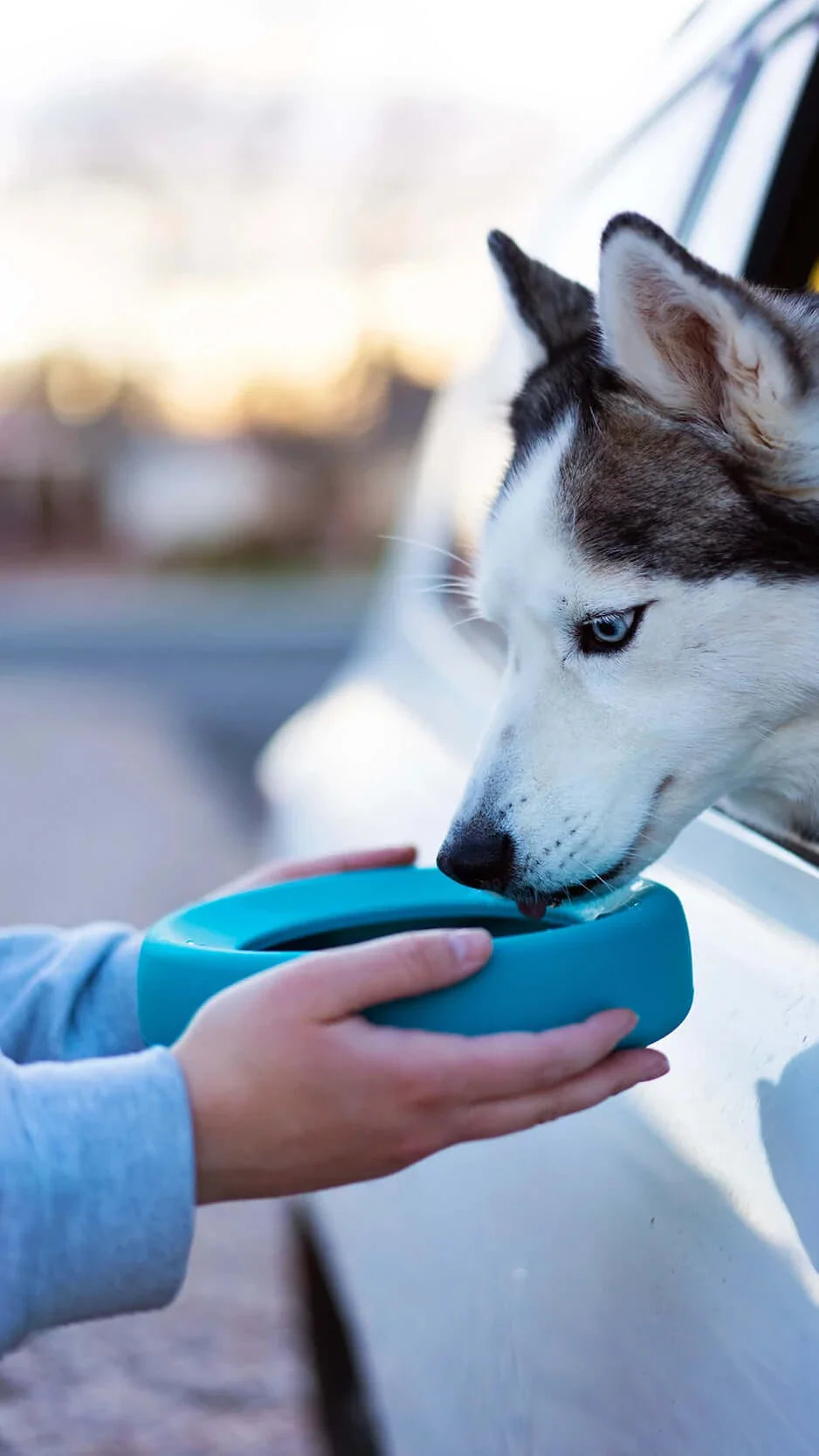 Messy Mutts No-Spill Bowl