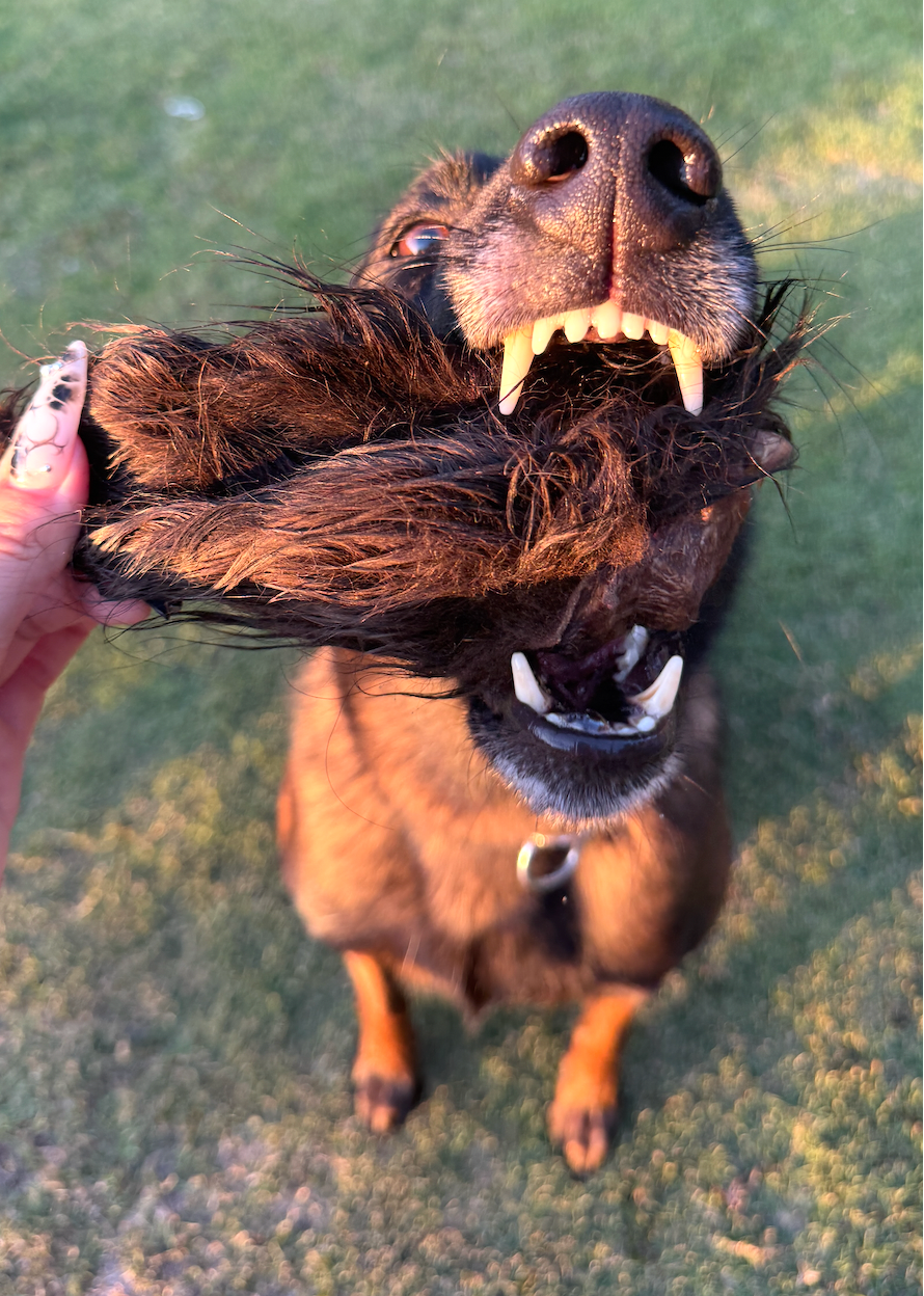 Fuzzy Bison Ears