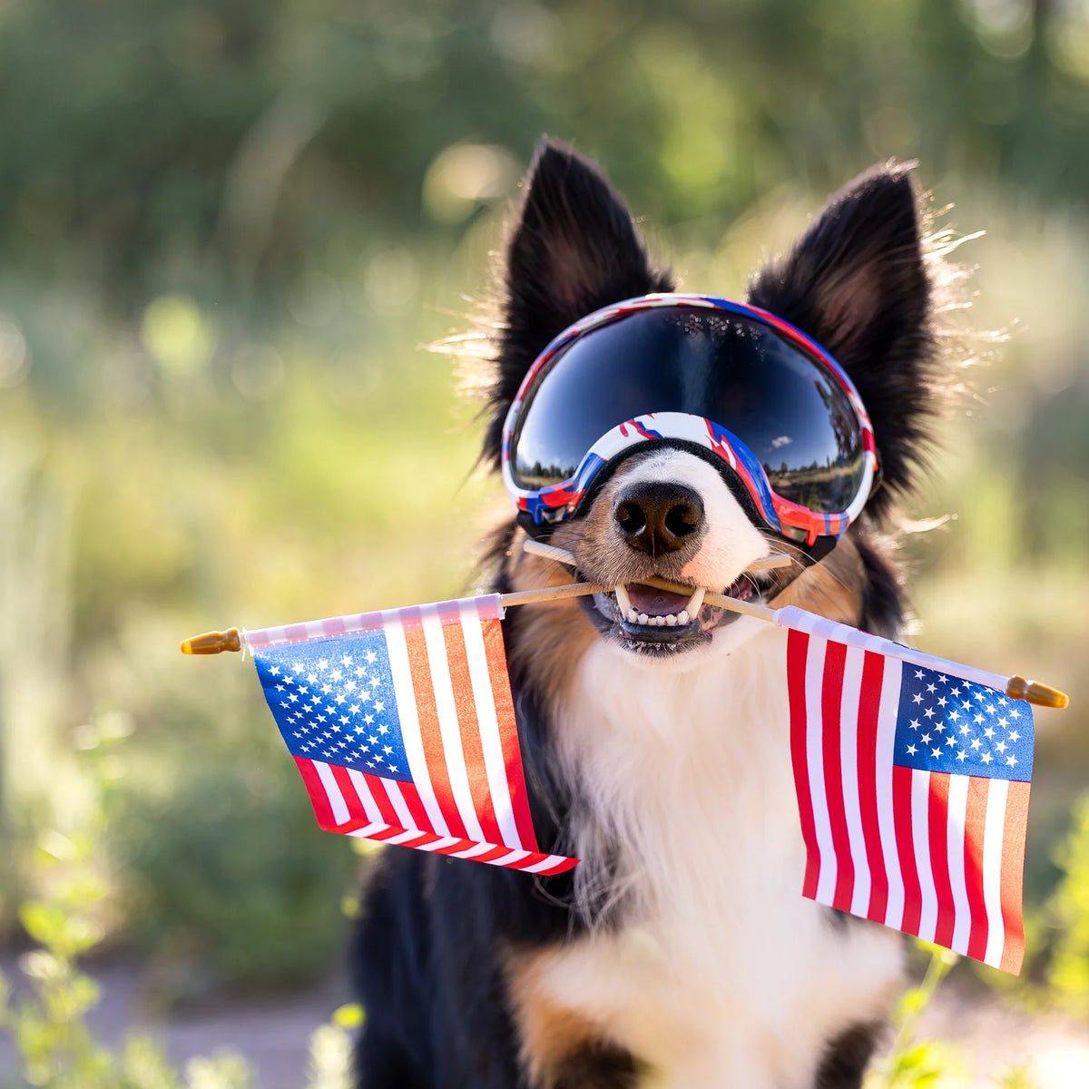 Rex Specs Goggles for Dogs - V2 - Liberty