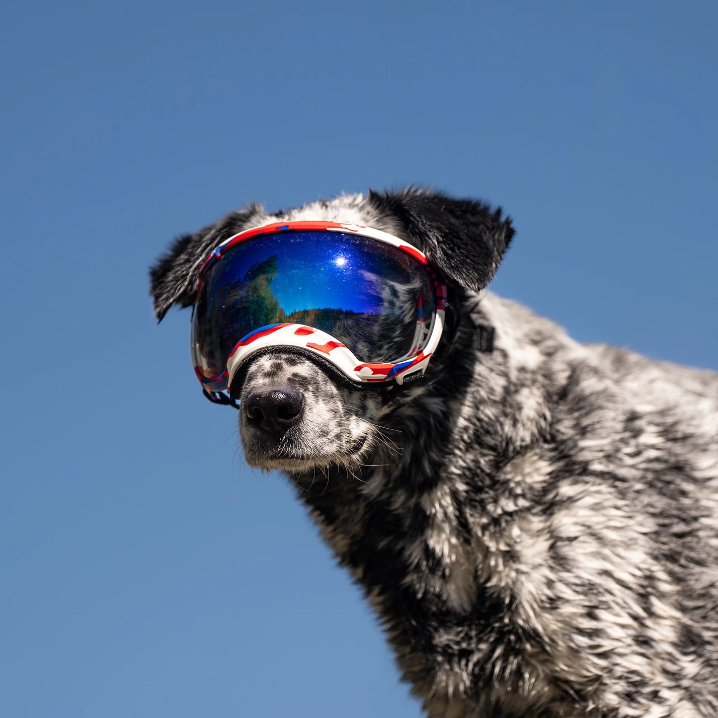 Rex Specs Goggles for Dogs - V2 - Liberty