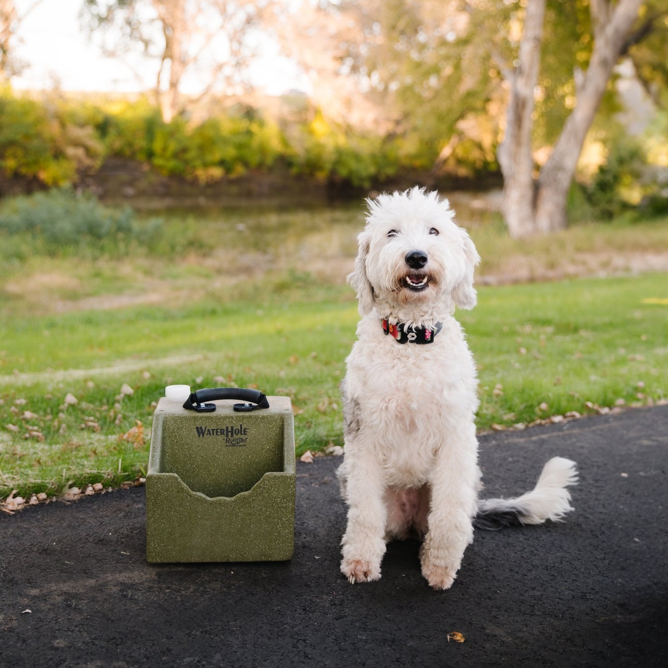 Water Hole Olive Drab lifestyle photo with golden doodle