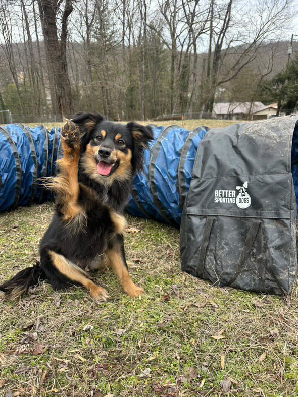 Better Sporting Dogs Heavy Duty 16 ft PVC Agility Tunnel