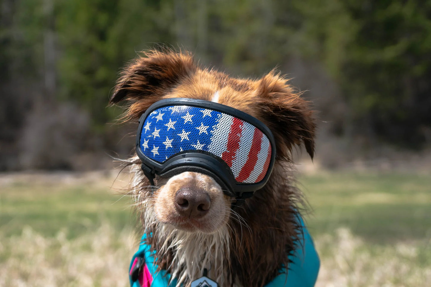 Rex Specs Lens Wraps - Googly Eyes