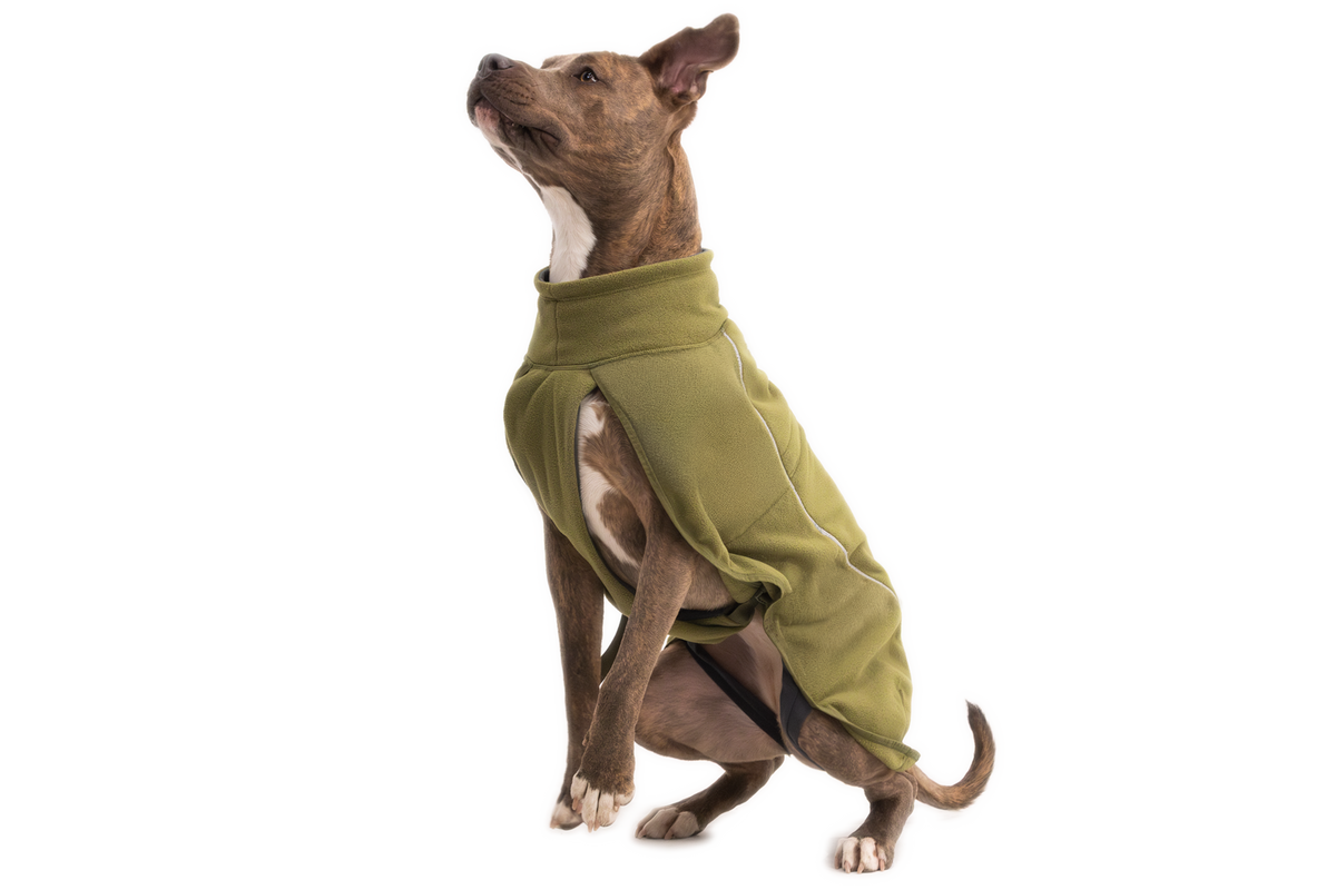 Cedar Green - On Dog Action 1