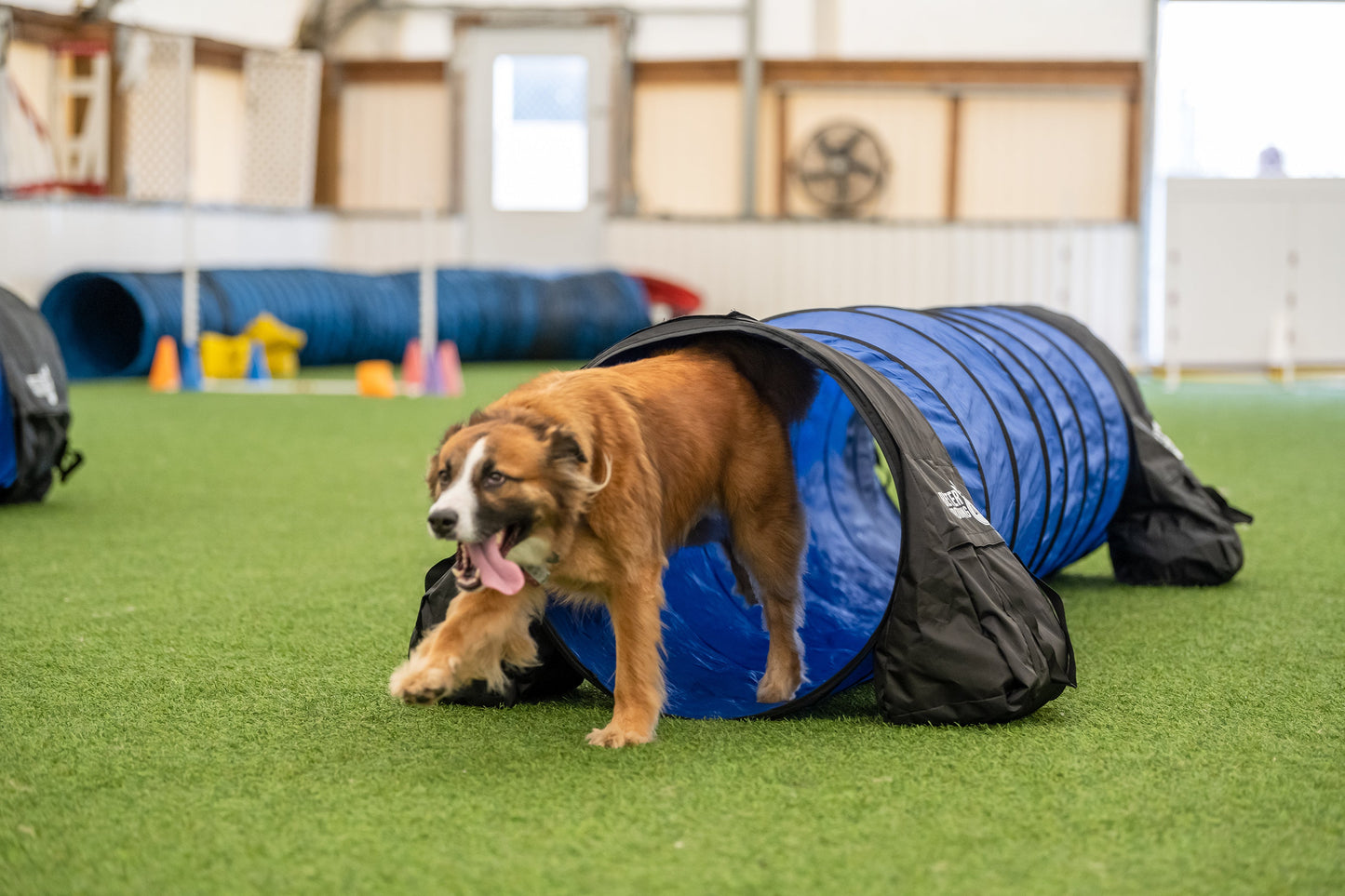 Better Sporting Dogs 10 ft Agility Tunnel with Sandbags