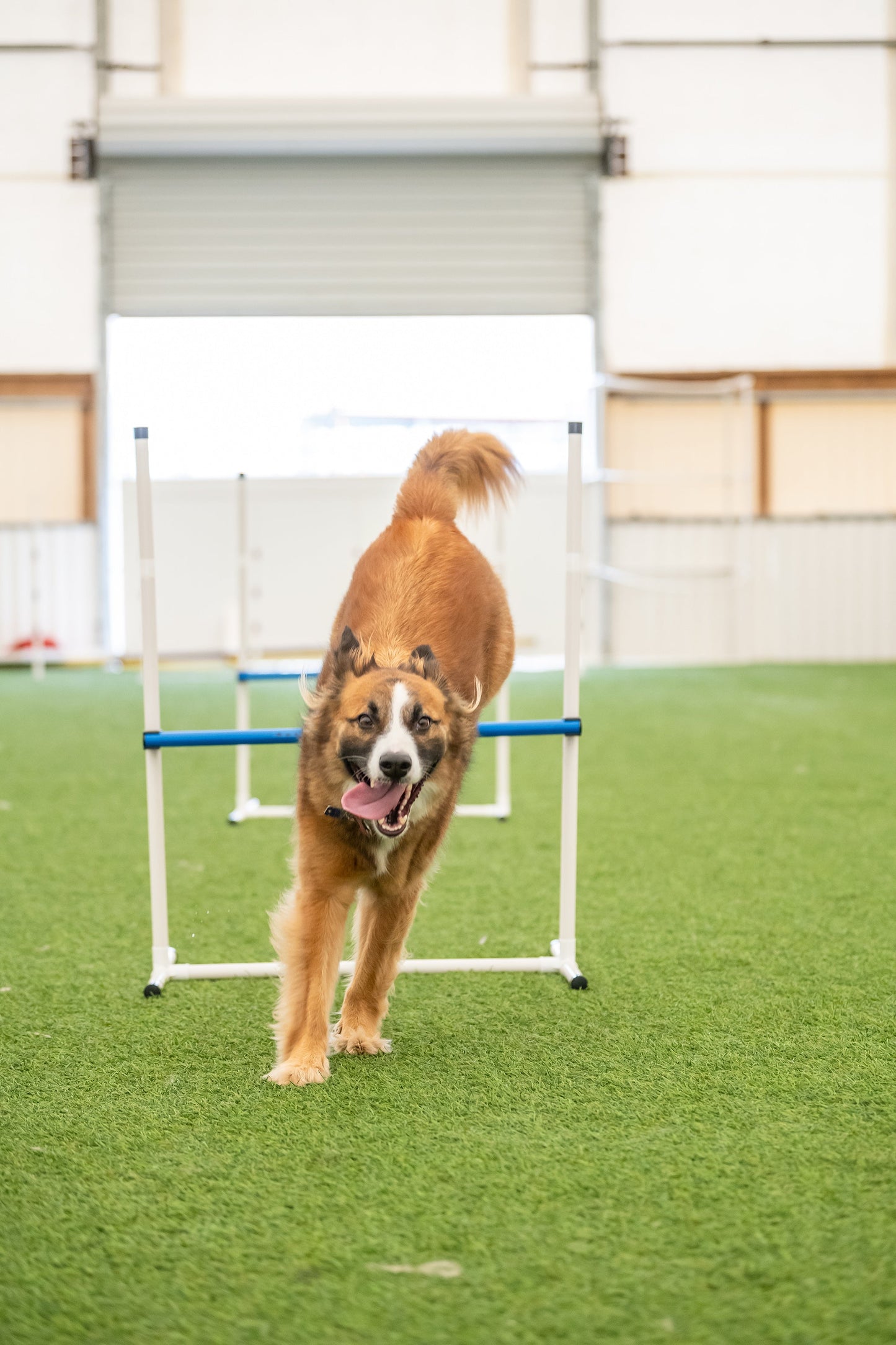 Agility set in use