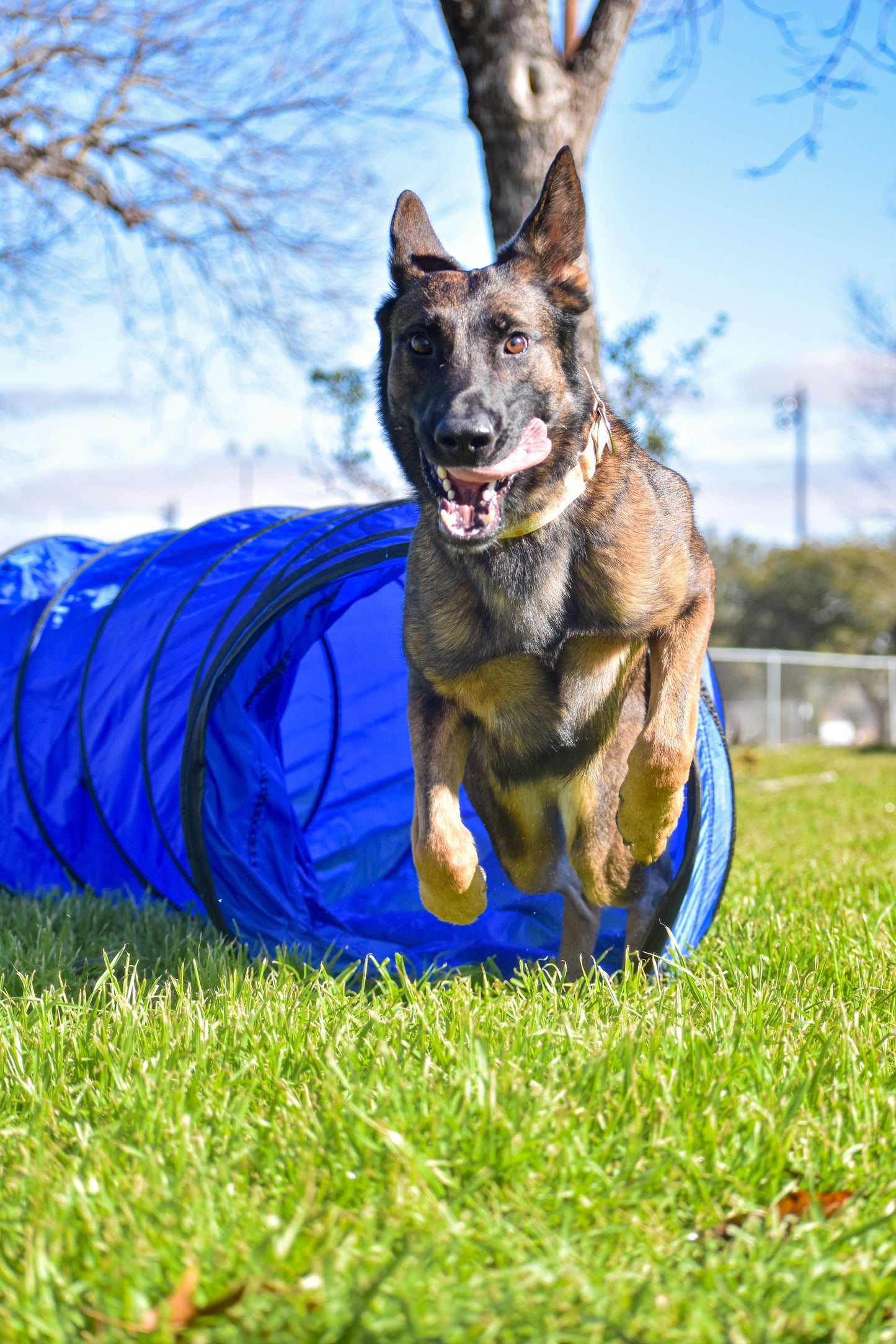 Agility tunnel setup