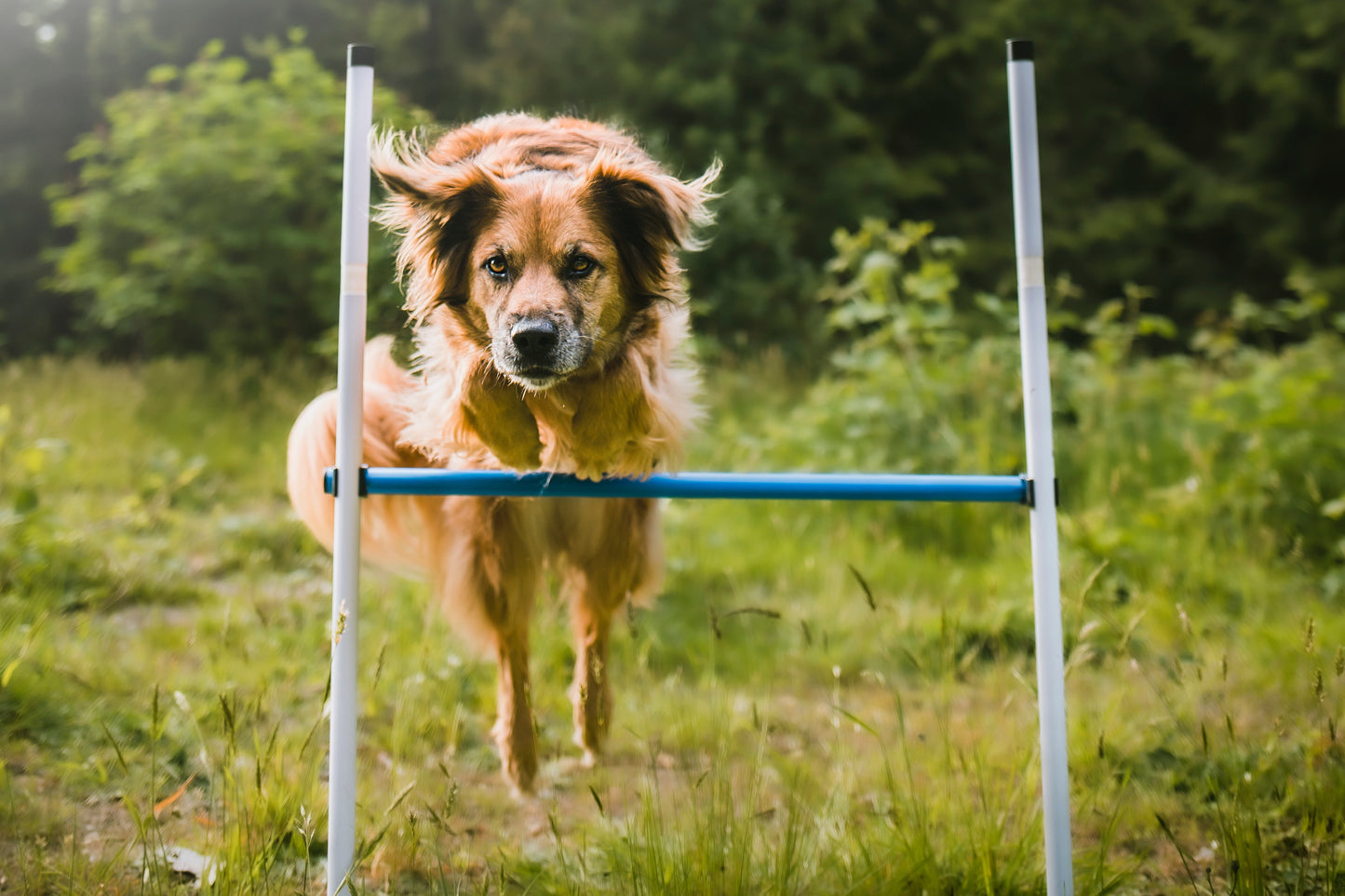 Agility set in use