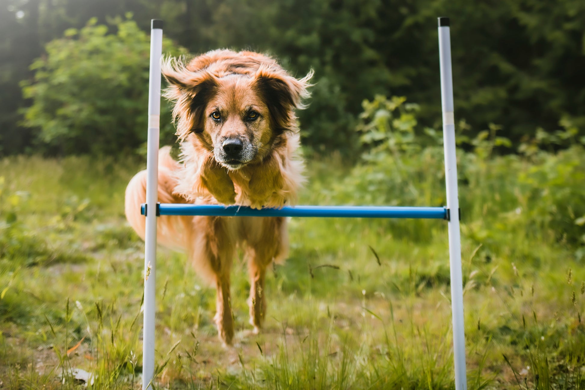 Agility set in use