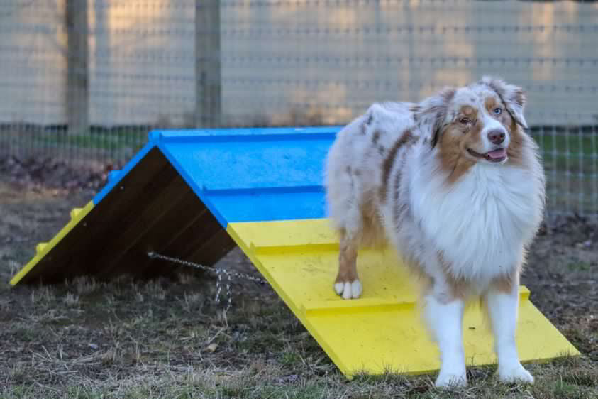 Dog on agility A-frame