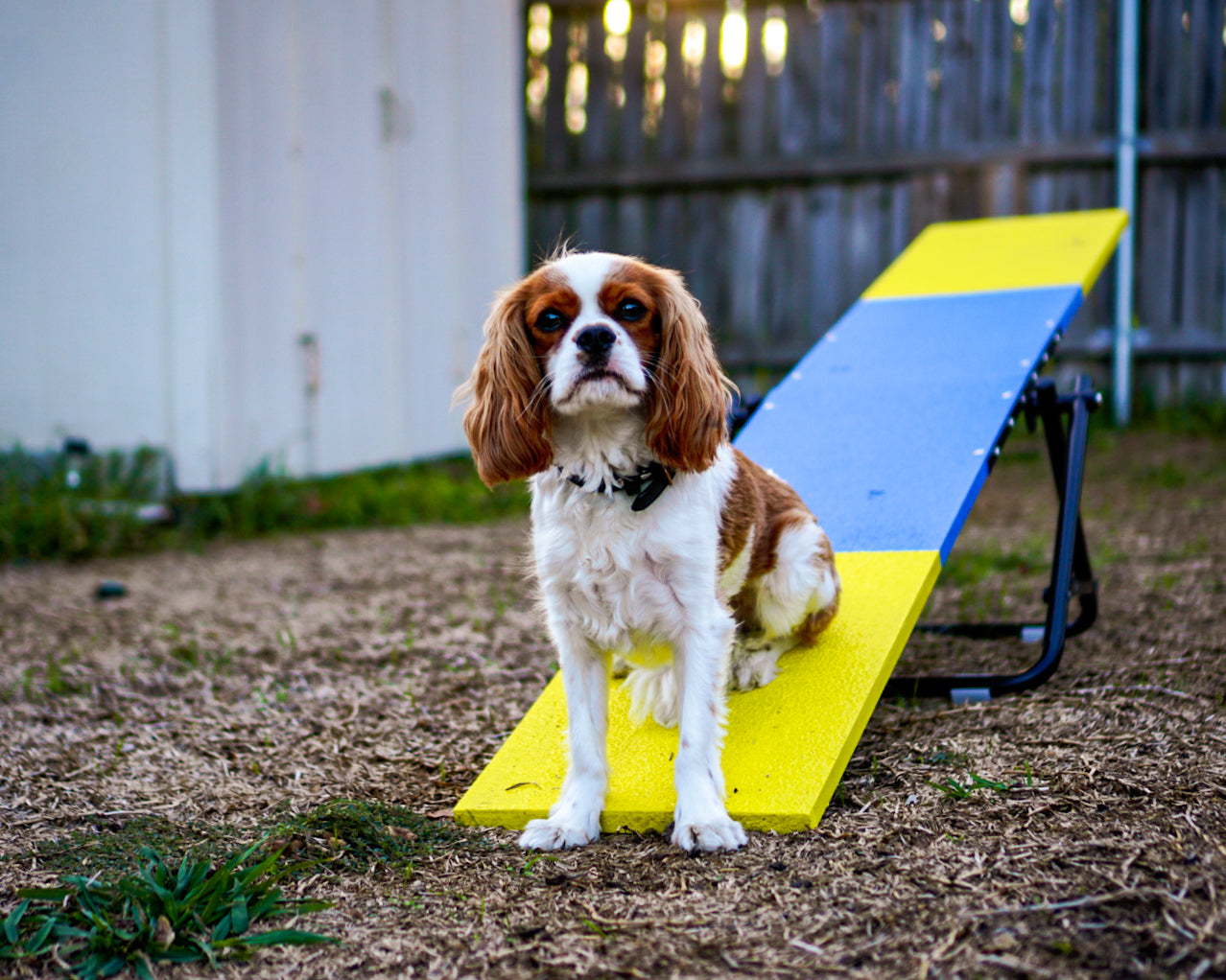 Dog training on see saw