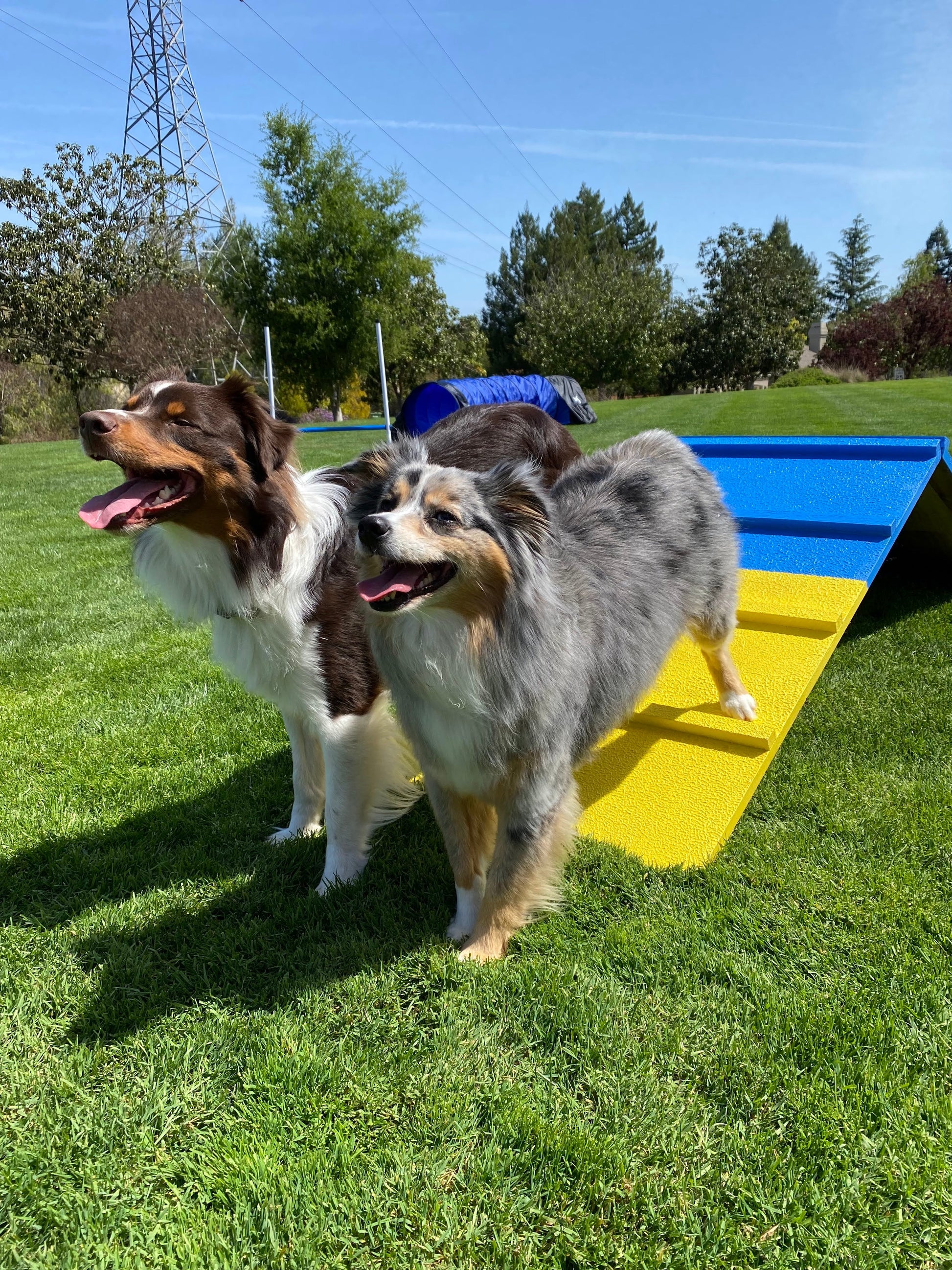 Dog on agility A-frame