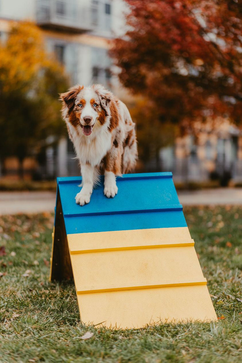 Dog on agility A-frame