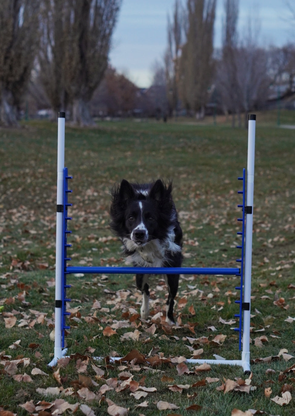 Dog training with bar jumps