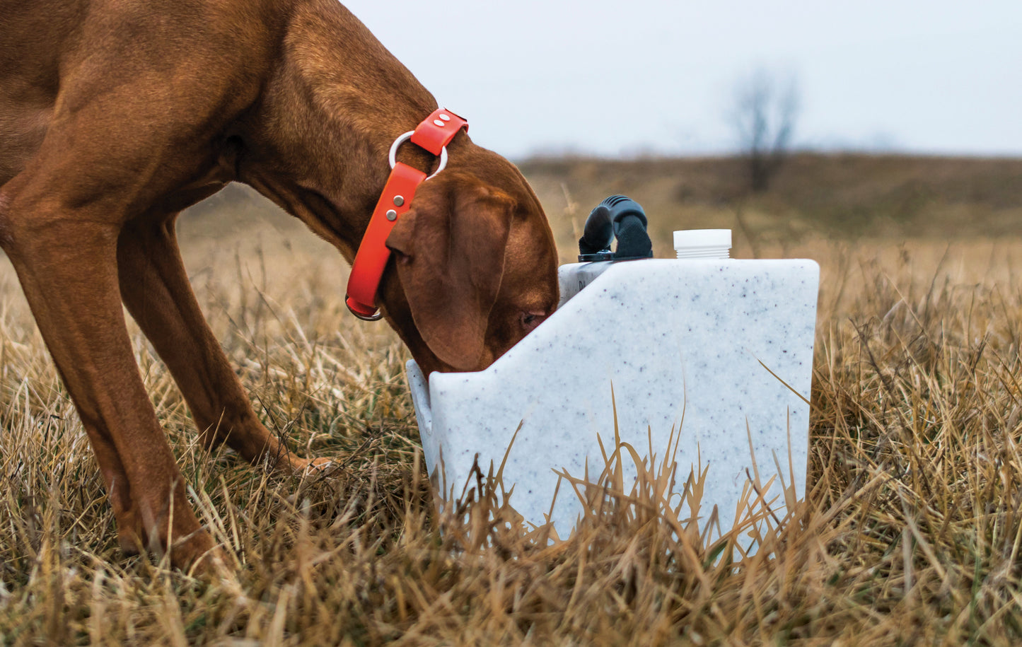 Water Hole Whitestone, dog drinking