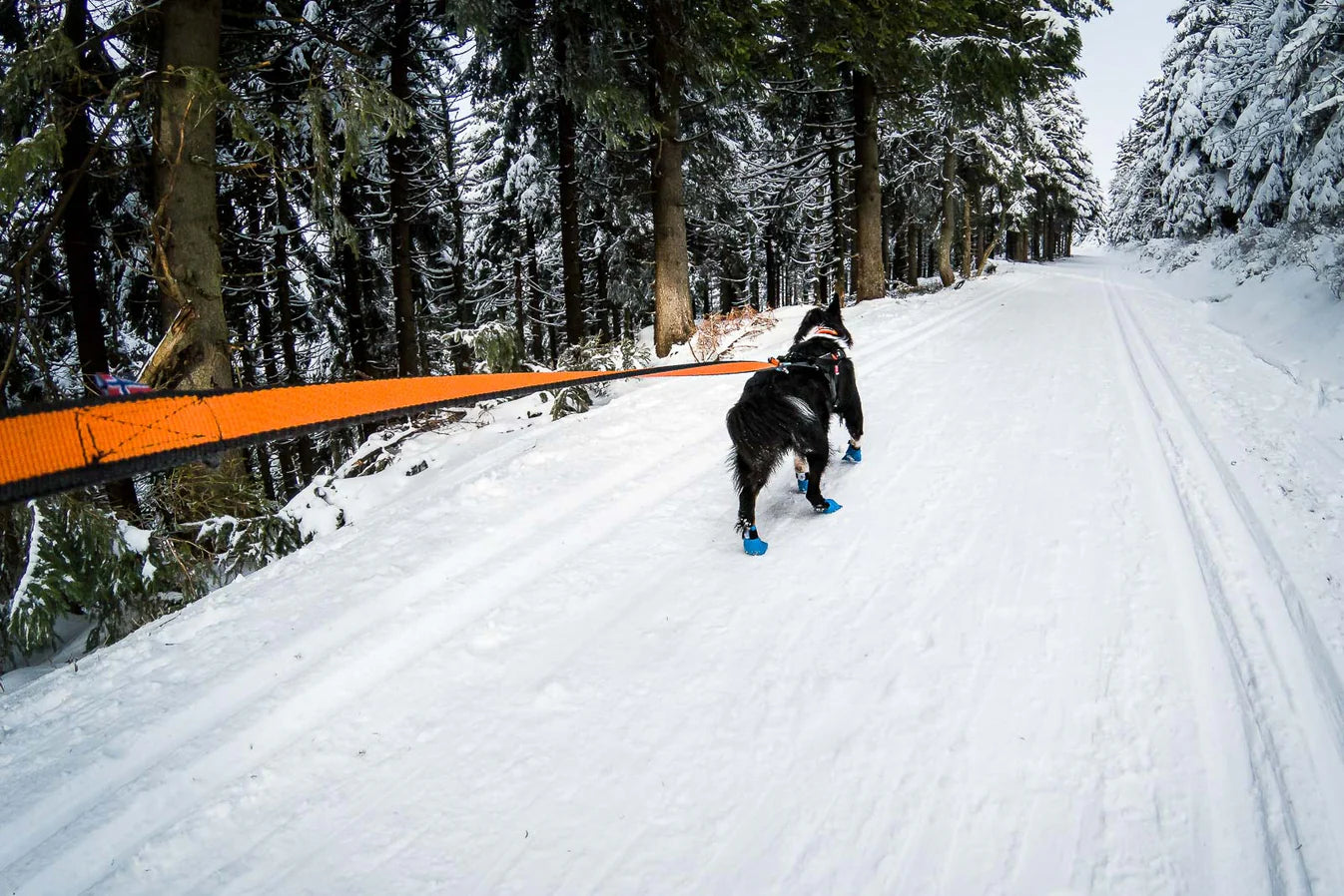 Bungee Leash