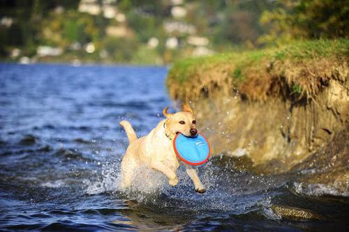 Chuckit! Paraflight Dog Toy