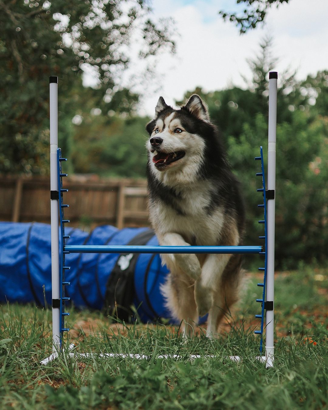 Dog training with agility kit