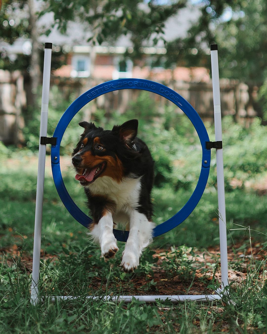 Dog training with agility kit