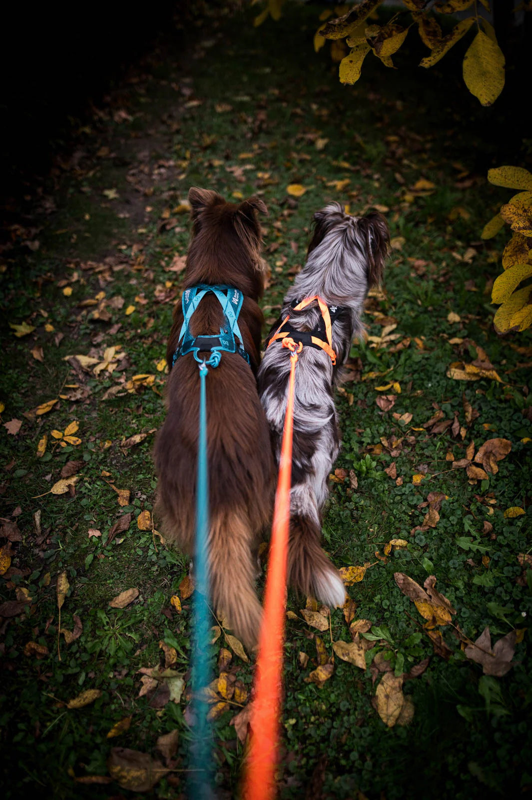 Rush Harness